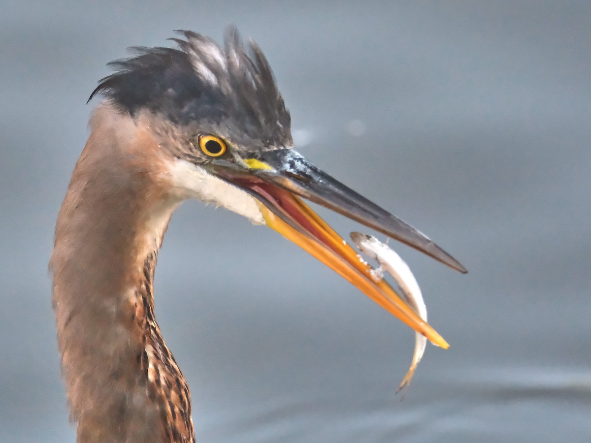 Great Blue Heron - David Cooper