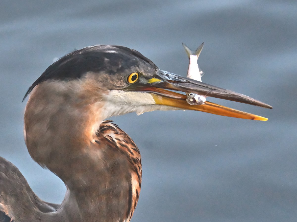 Great Blue Heron - ML623567164