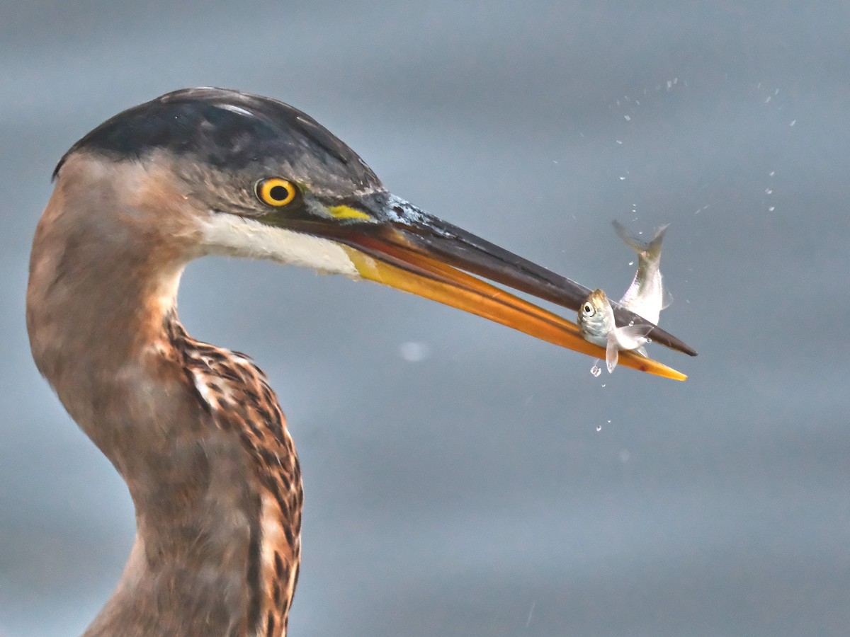 Great Blue Heron - ML623567165