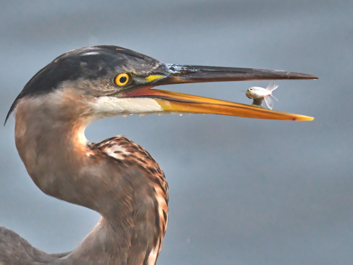 Great Blue Heron - ML623567168