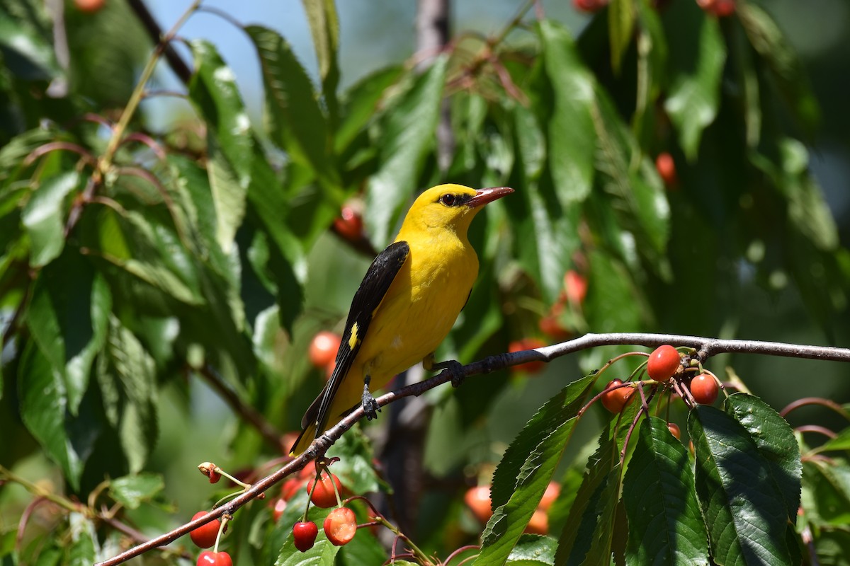 Eurasian Golden Oriole - ML623567193