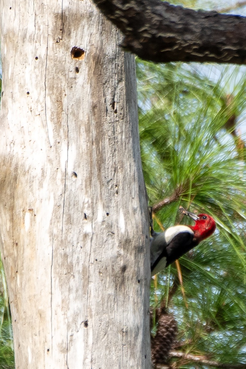 Red-headed Woodpecker - ML623567196