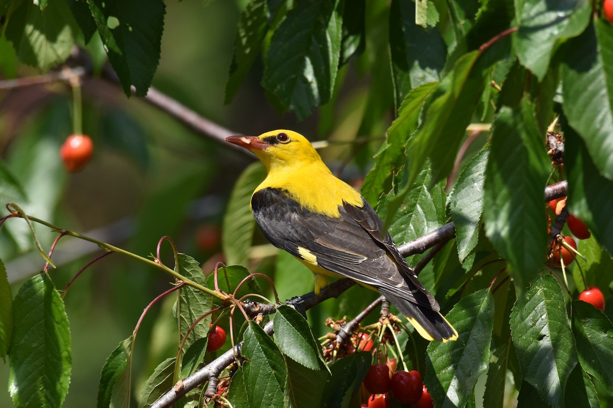 Eurasian Golden Oriole - ML623567201