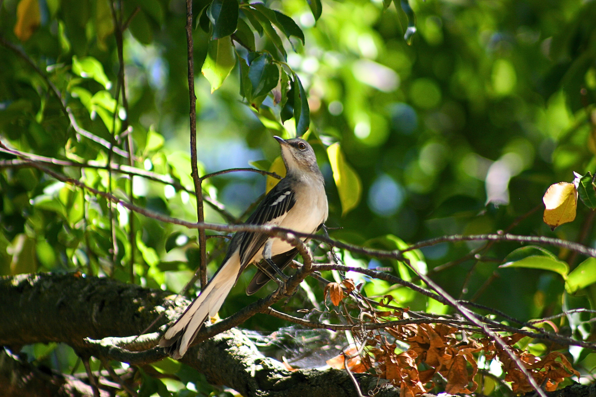 Northern Mockingbird - ML623567238