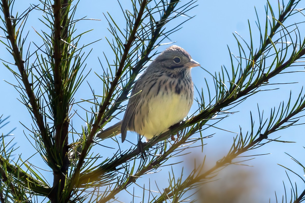 Lincoln's Sparrow - ML623567241