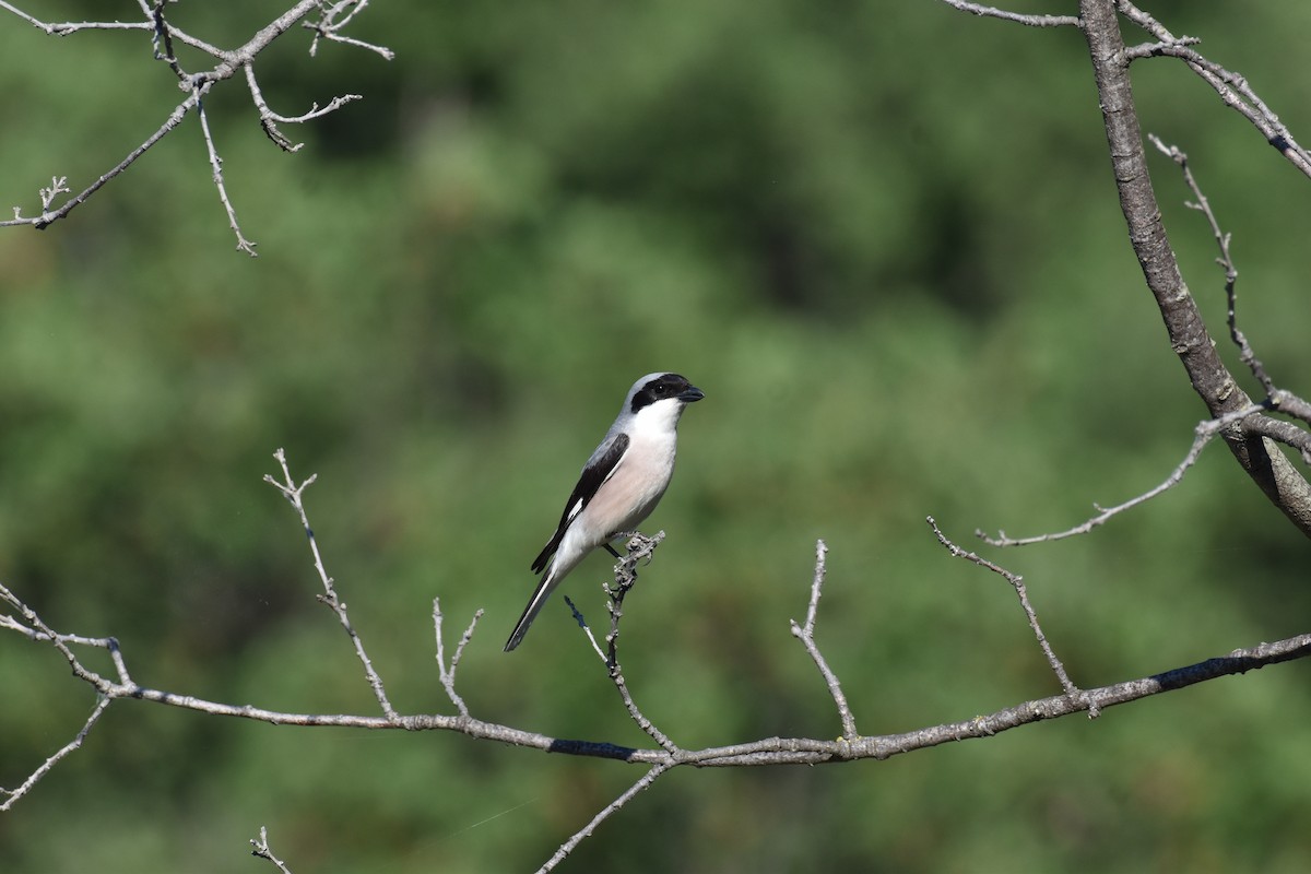 Lesser Gray Shrike - ML623567242