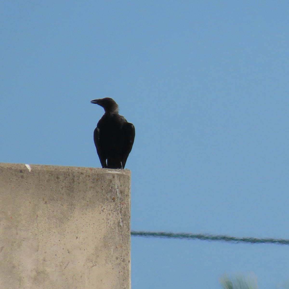 American Crow - Brian Nothhelfer