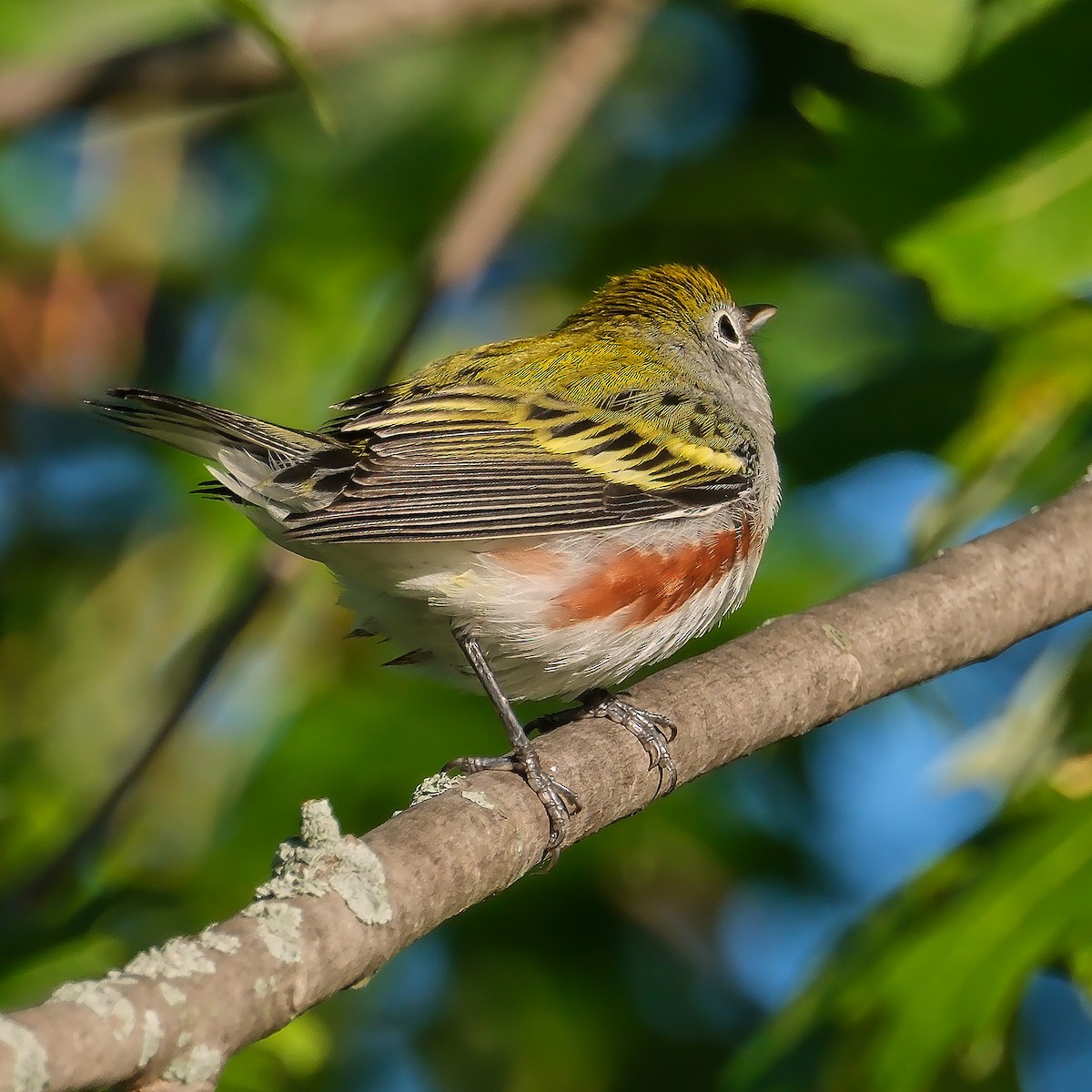 Chestnut-sided Warbler - ML623567261