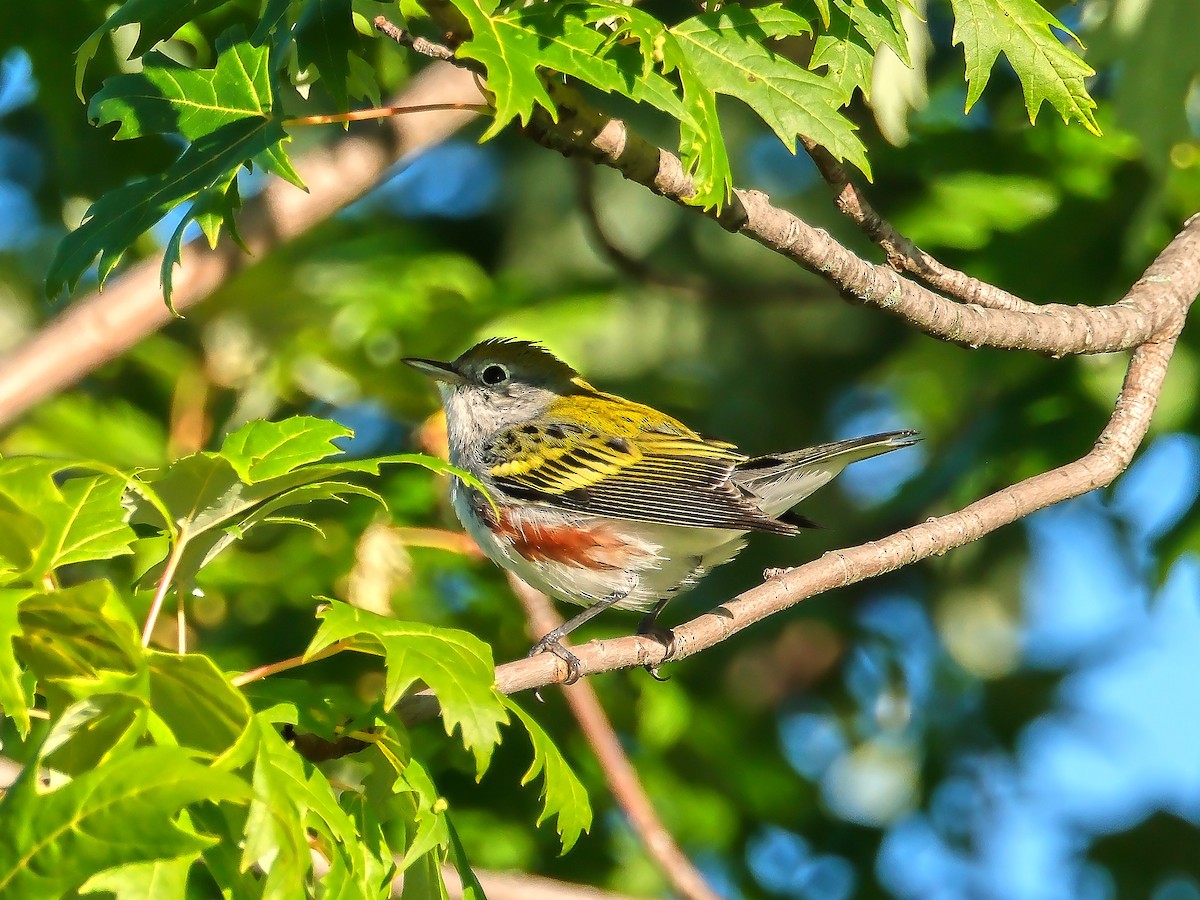 Chestnut-sided Warbler - ML623567264