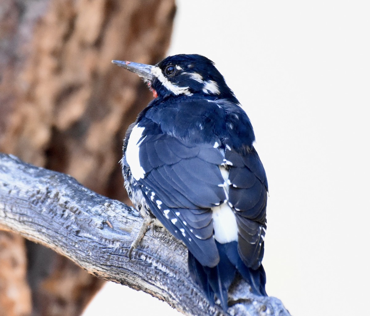 Williamson's Sapsucker - Patricia Langen