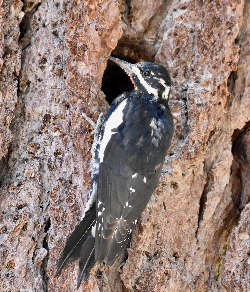 Williamson's Sapsucker - Patricia Langen