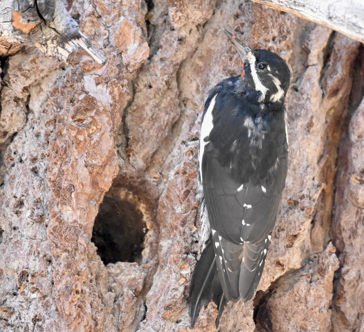 Williamson's Sapsucker - Patricia Langen