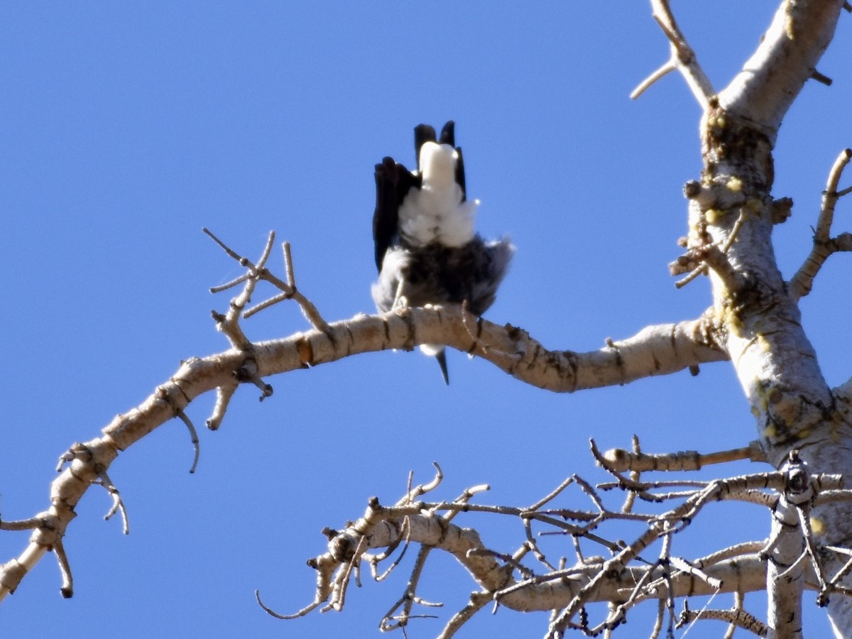 Clark's Nutcracker - ML623567331