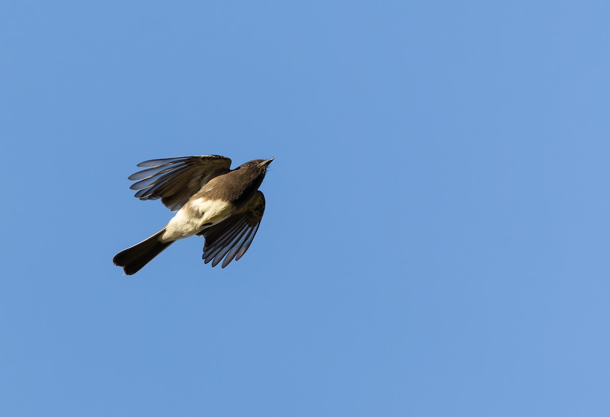 Black Phoebe (Northern) - ML623567358