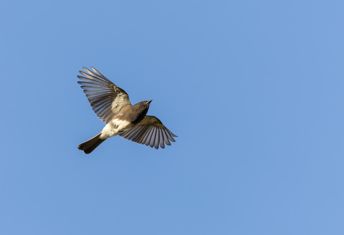 Black Phoebe (Northern) - ML623567359