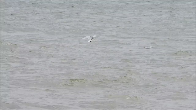 Little Gull - ML623567368