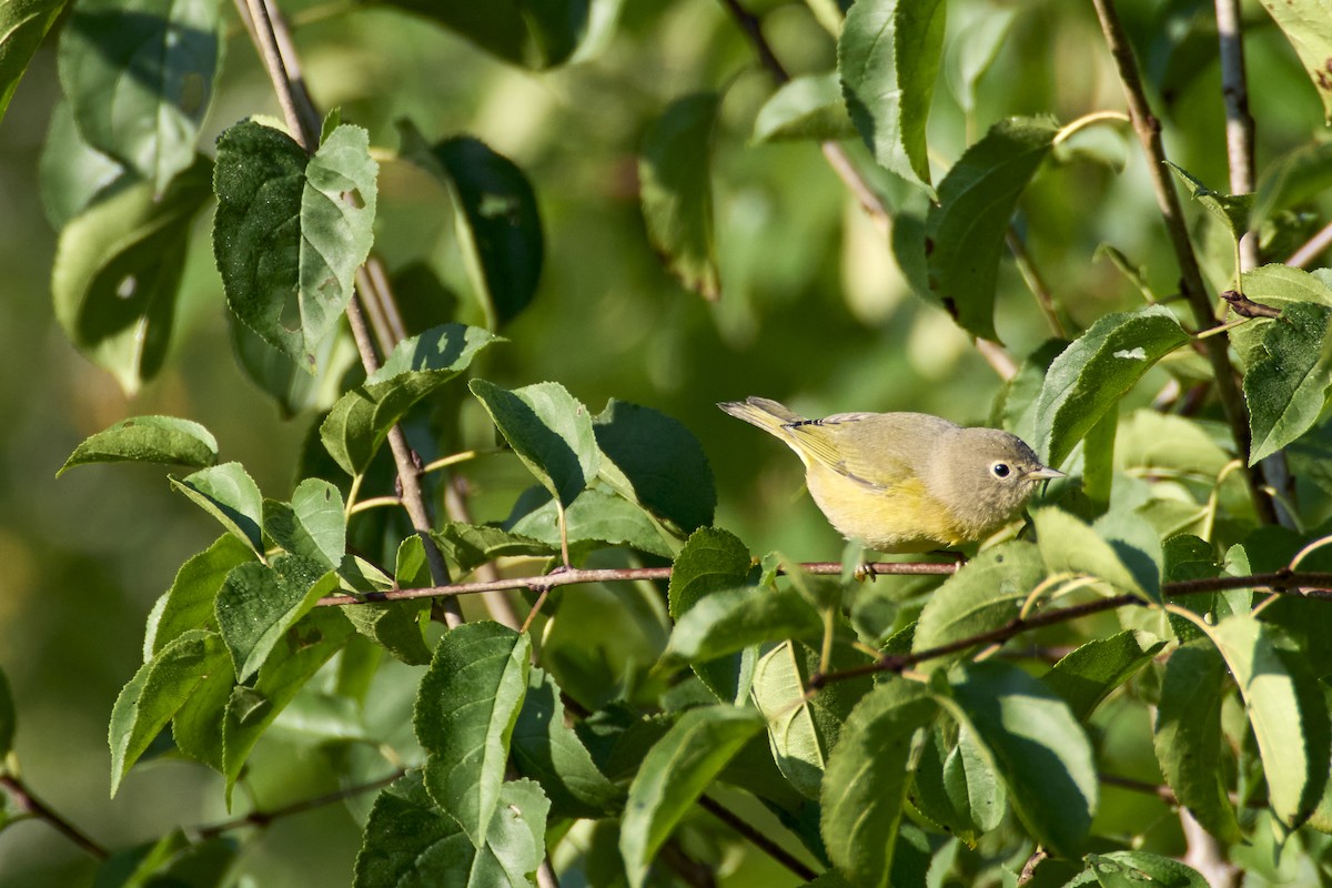 Nashville Warbler - Jay Dia