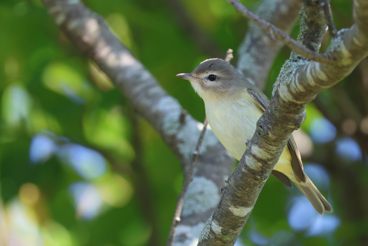 Warbling Vireo (Eastern) - ML623567517