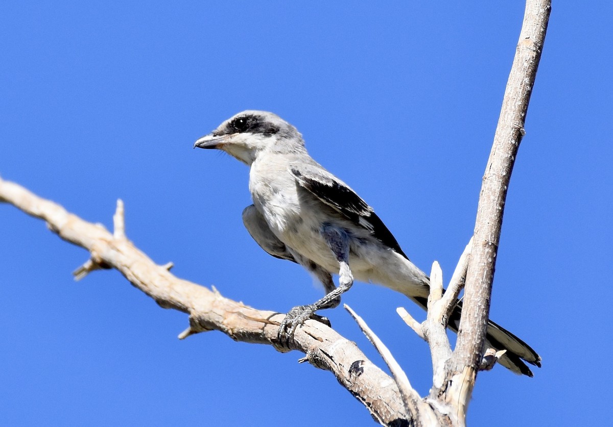 Loggerhead Shrike - ML623567649