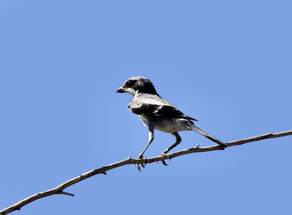 Loggerhead Shrike - ML623567652