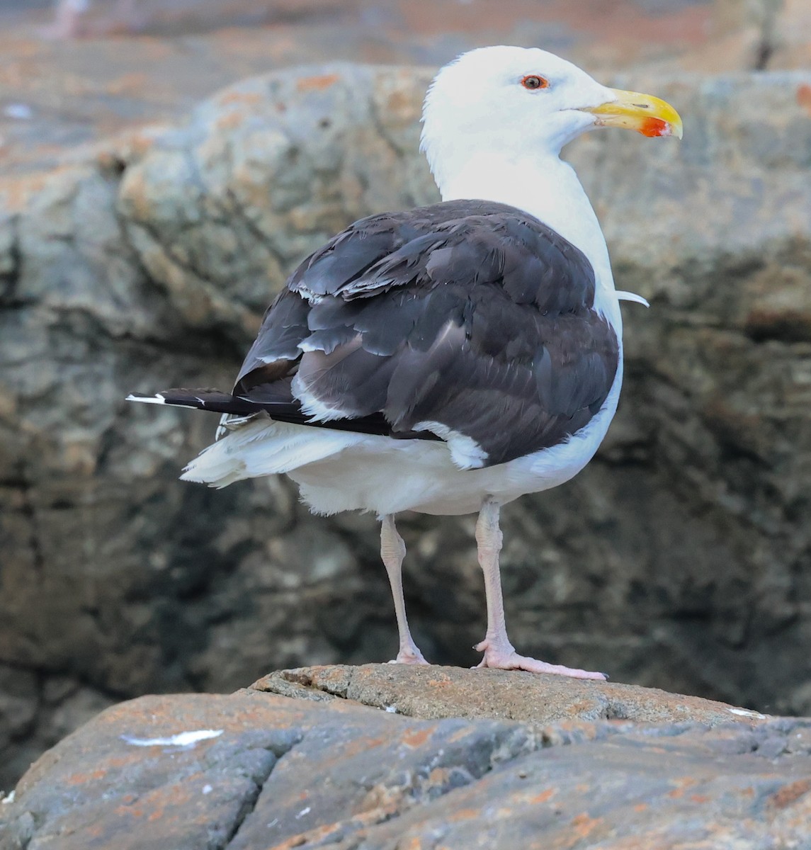 Great Black-backed Gull - ML623567671