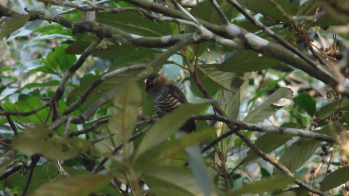 Ochre-collared Piculet - ML623567687