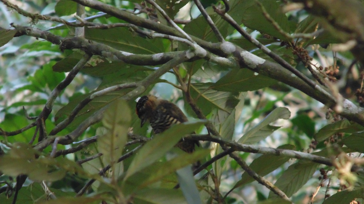 Ochre-collared Piculet - ML623567689