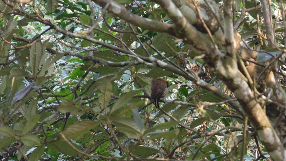 Ochre-collared Piculet - ML623567690