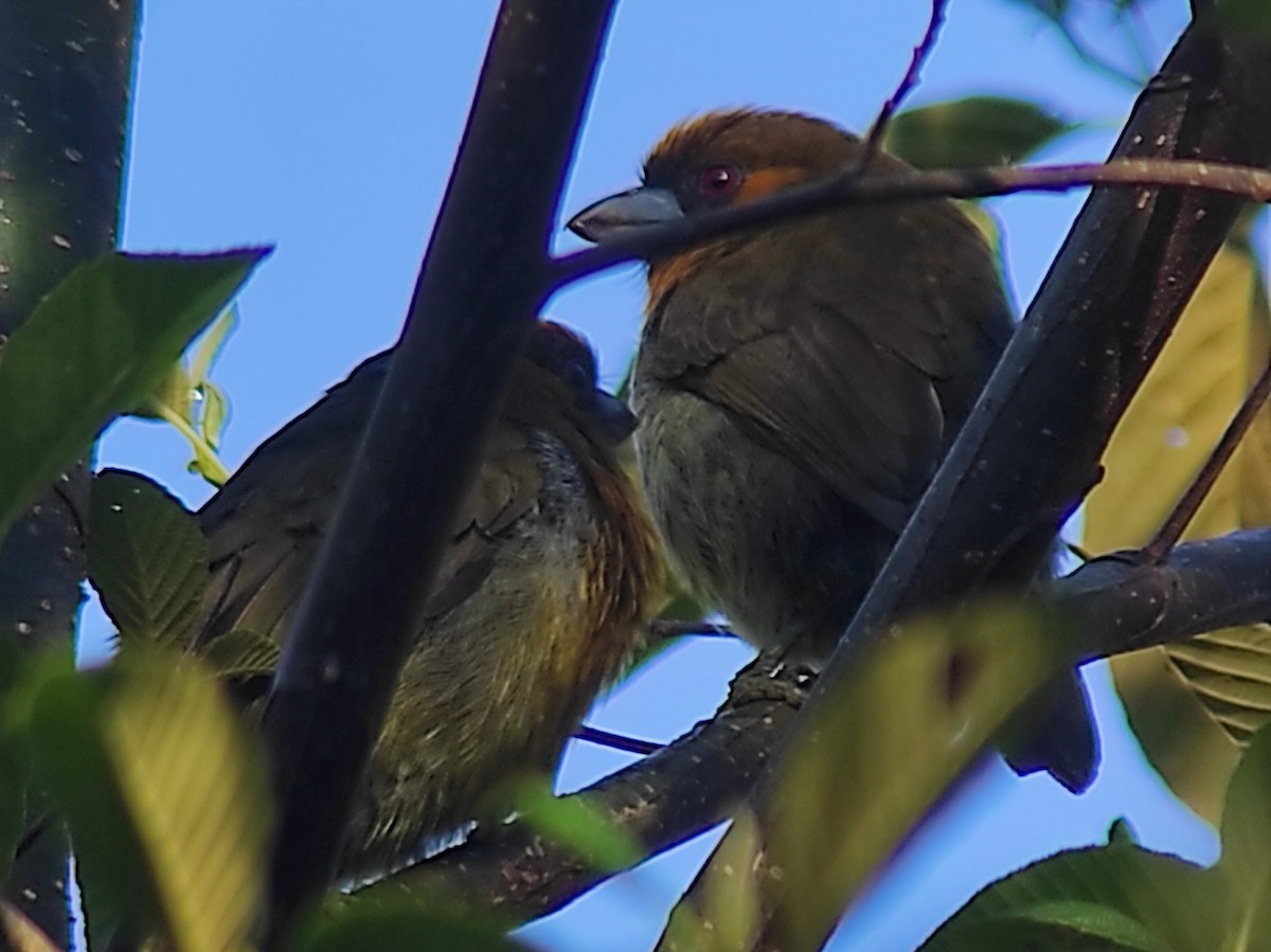 Prong-billed Barbet - ML623567713