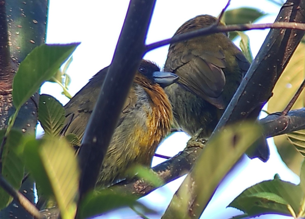 Prong-billed Barbet - ML623567722