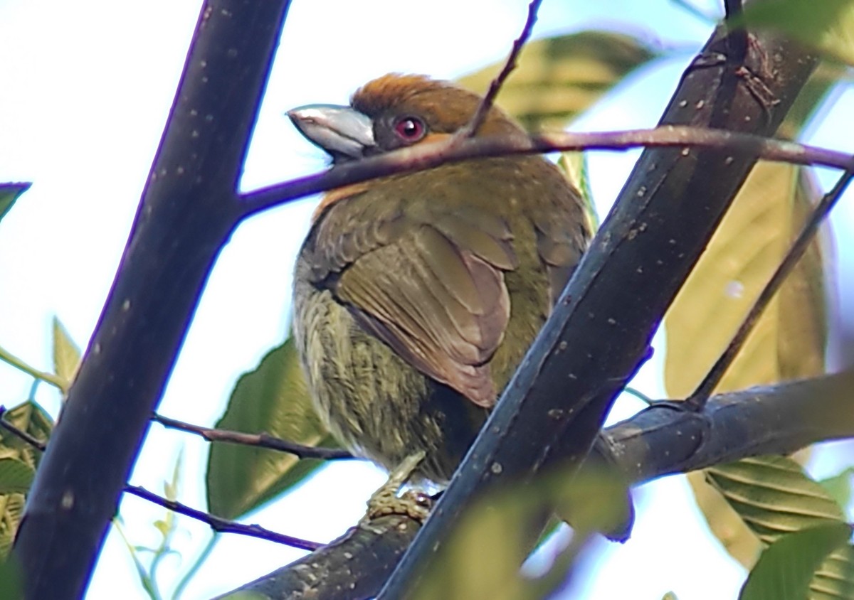 Prong-billed Barbet - ML623567740