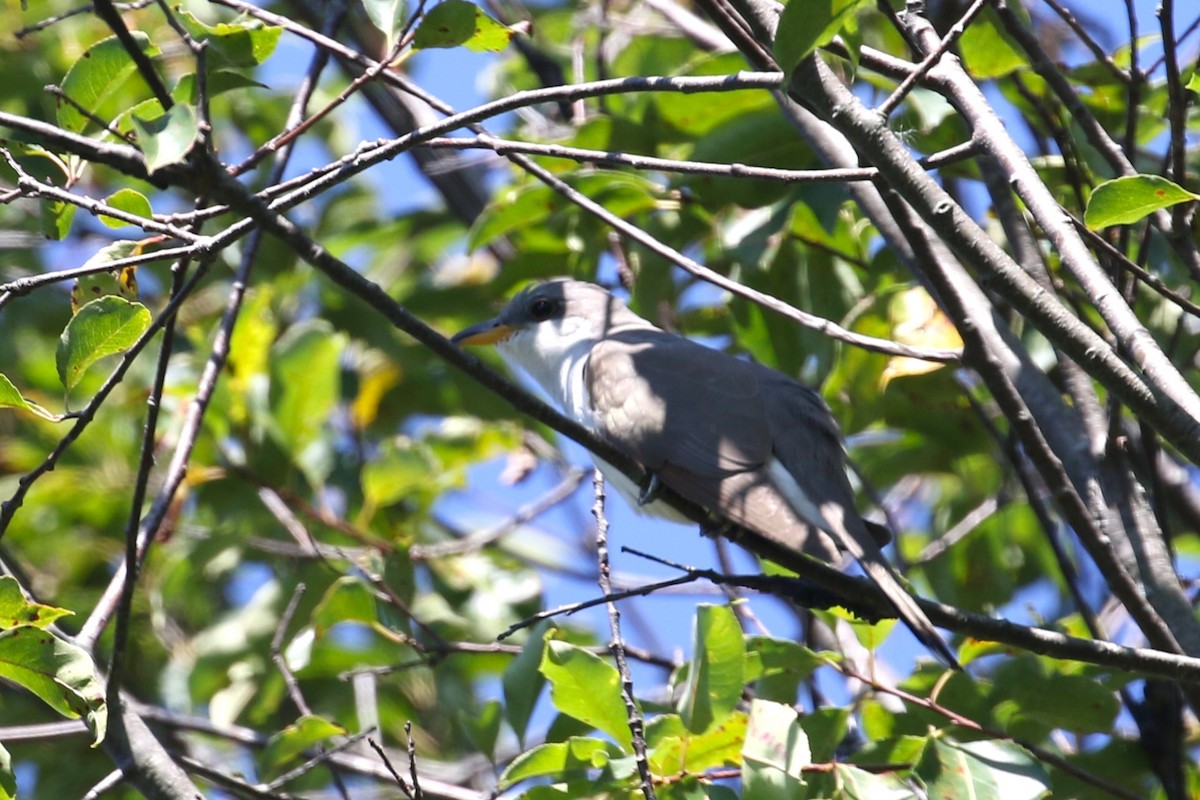 Yellow-billed Cuckoo - Ethan Ring