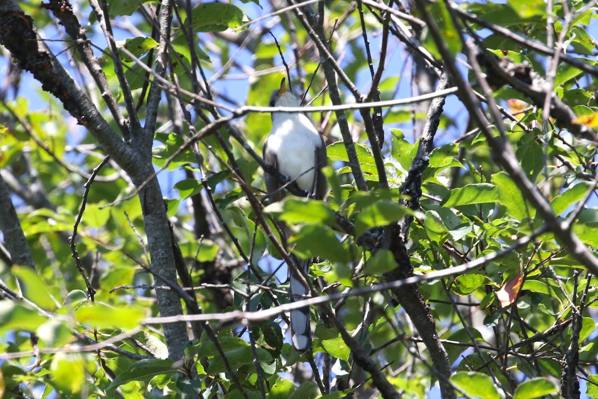 Yellow-billed Cuckoo - ML623567785