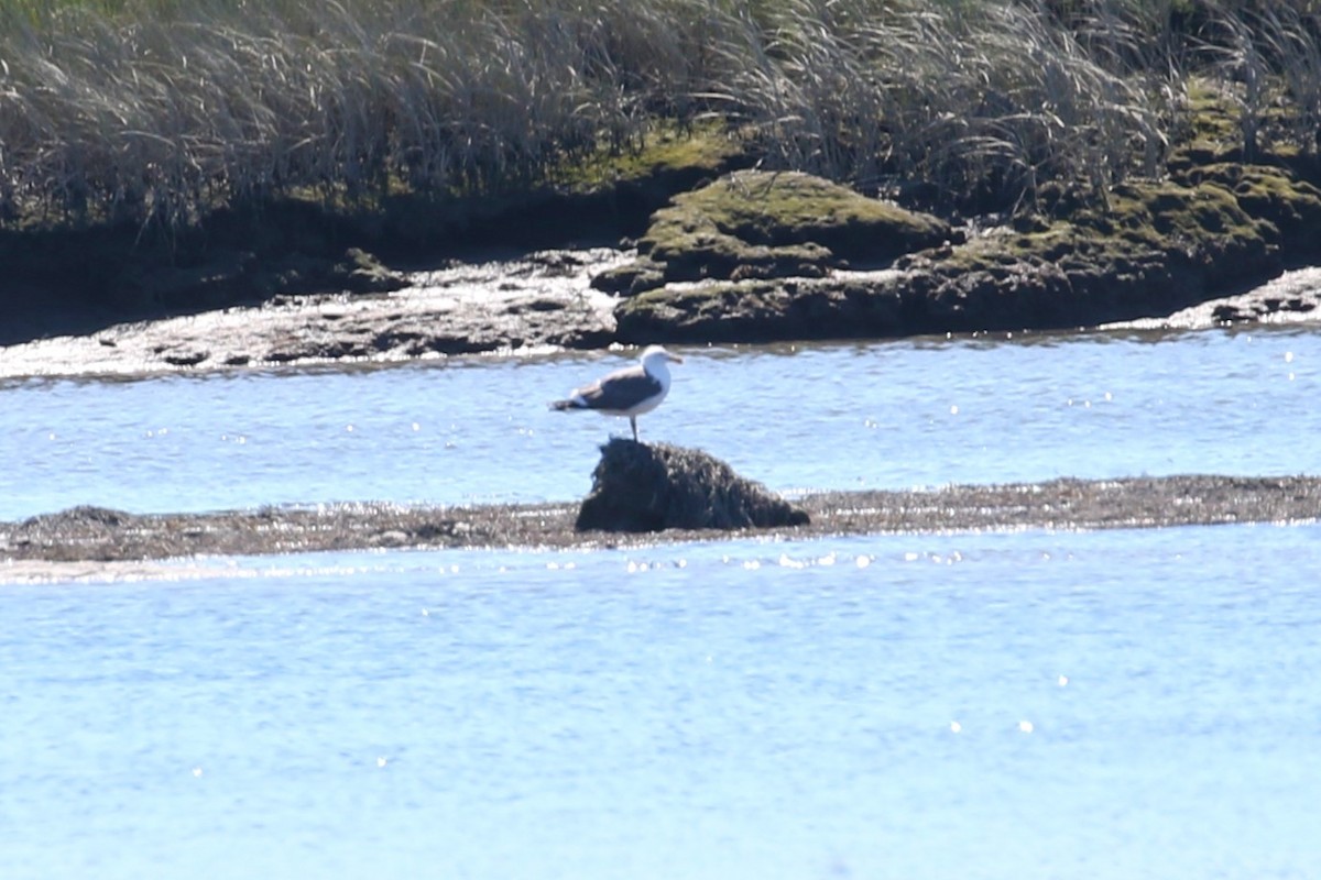 Gaviota Sombría - ML623567793