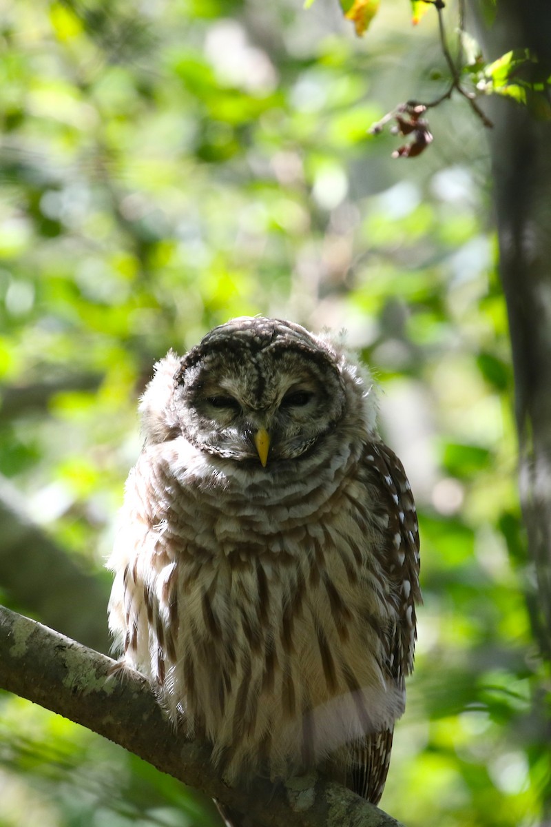 Barred Owl - ML623567798