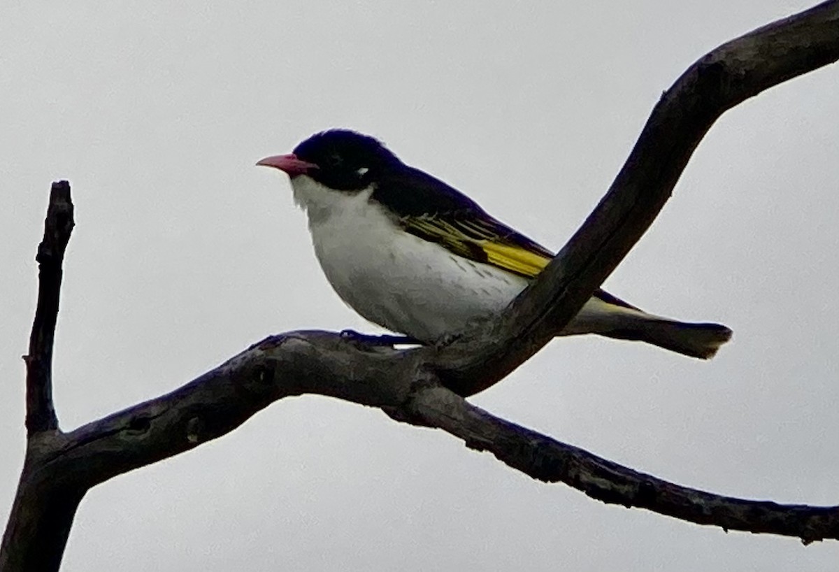 Painted Honeyeater - ML623567851