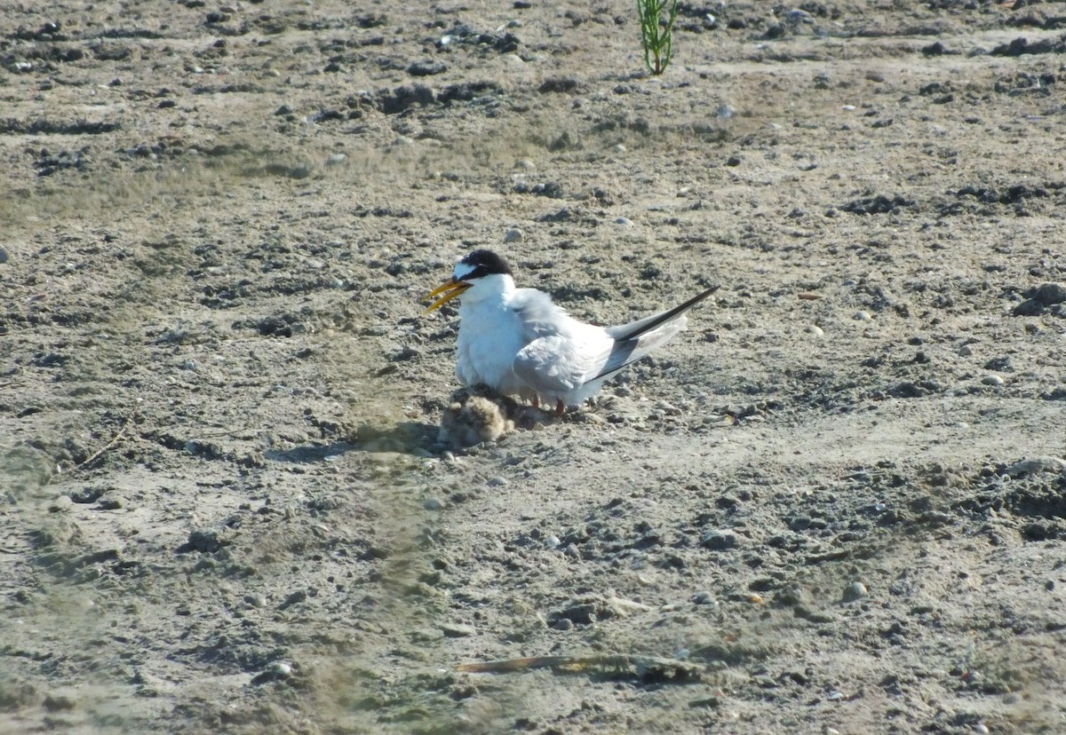 Charrancito Común - ML623567852