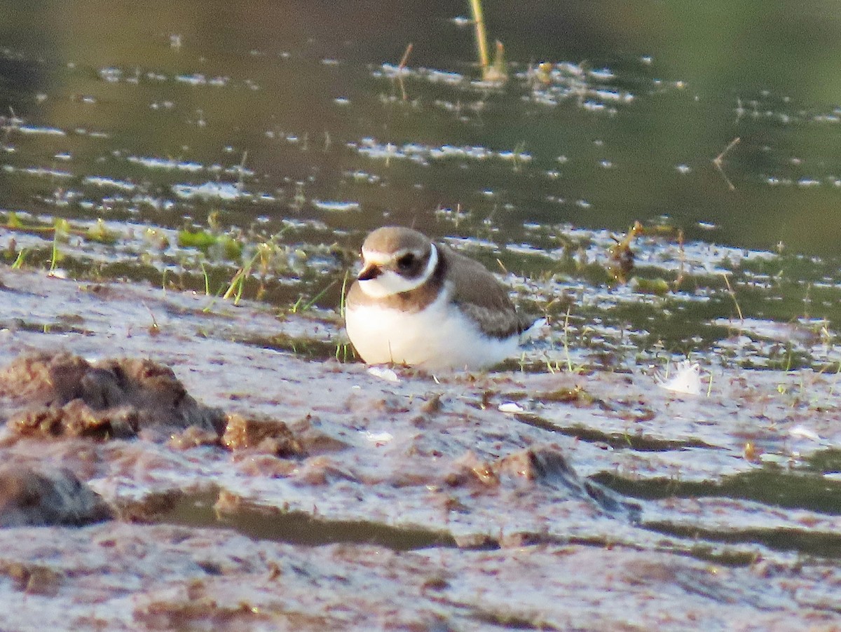 Semipalmated Plover - ML623567919