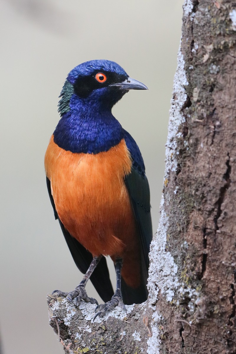 Hildebrandt's Starling - ML623567930