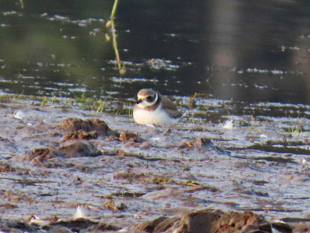 Semipalmated Plover - ML623567940