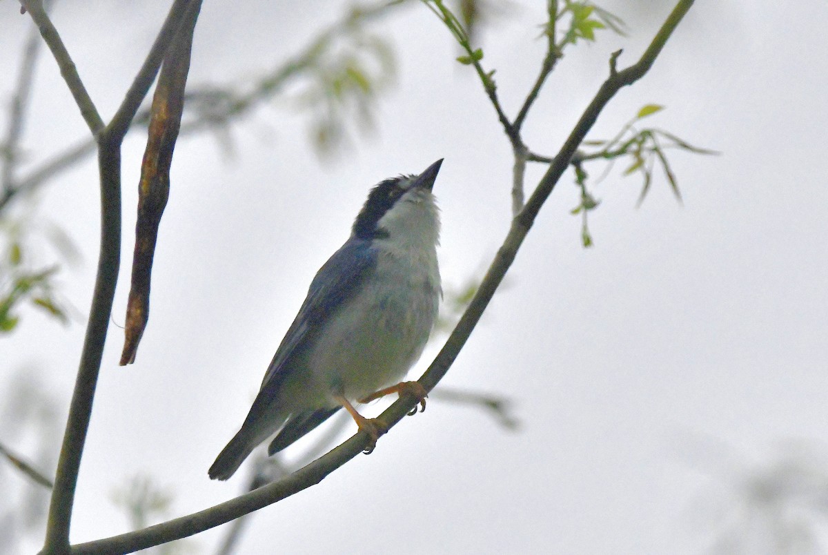 Hooded Tanager - ML623567989