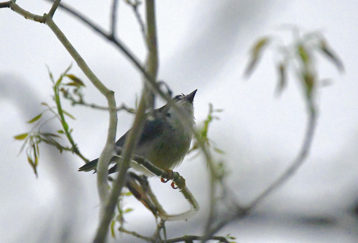 Hooded Tanager - ML623568013