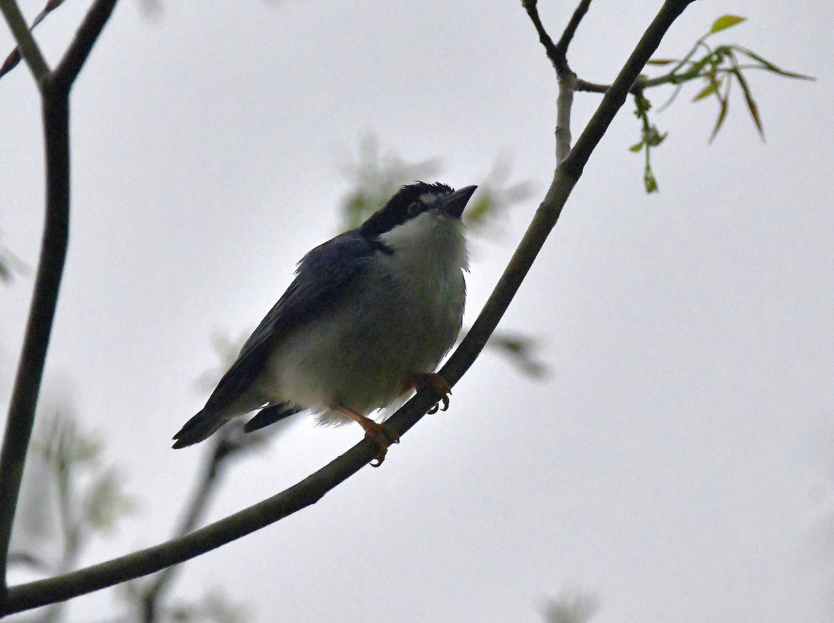 Hooded Tanager - ML623568014