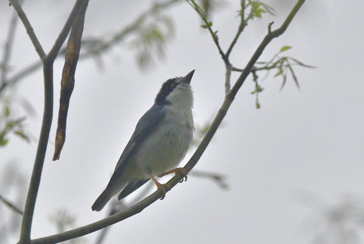 Hooded Tanager - ML623568015