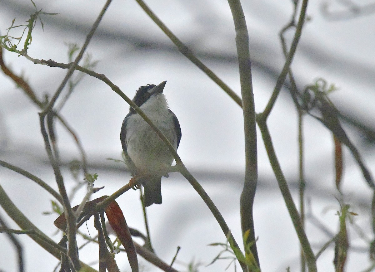 Hooded Tanager - ML623568016