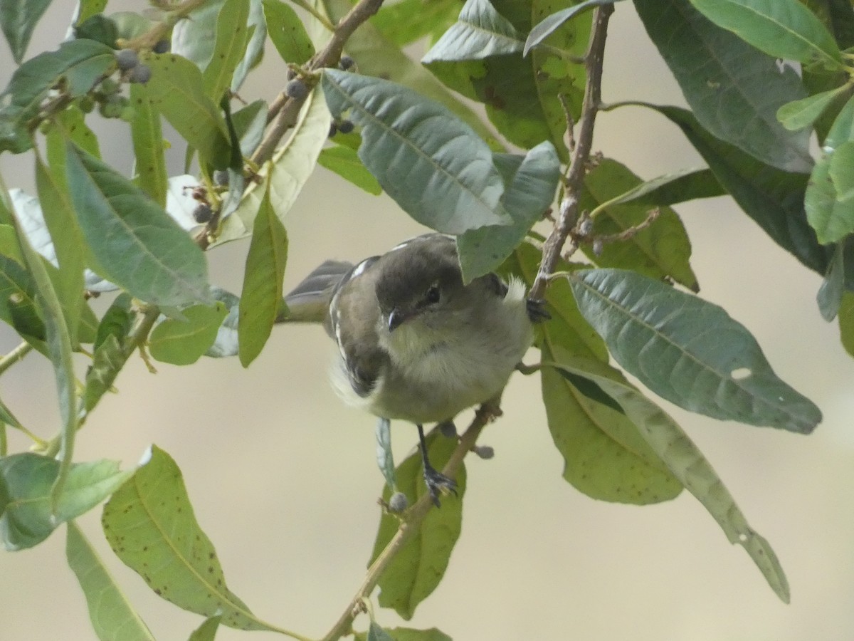 Highland Elaenia - Daniel Soria