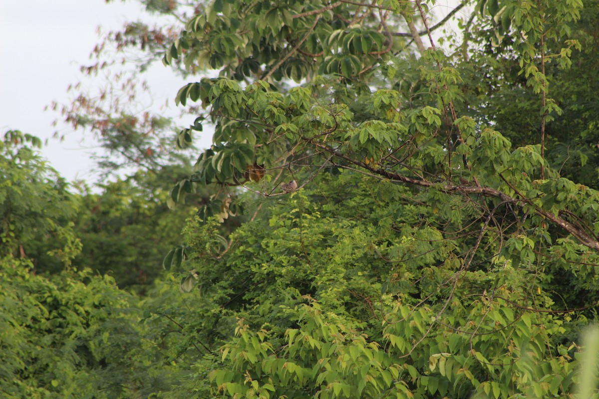 Plain-breasted Ground Dove - ML623568110