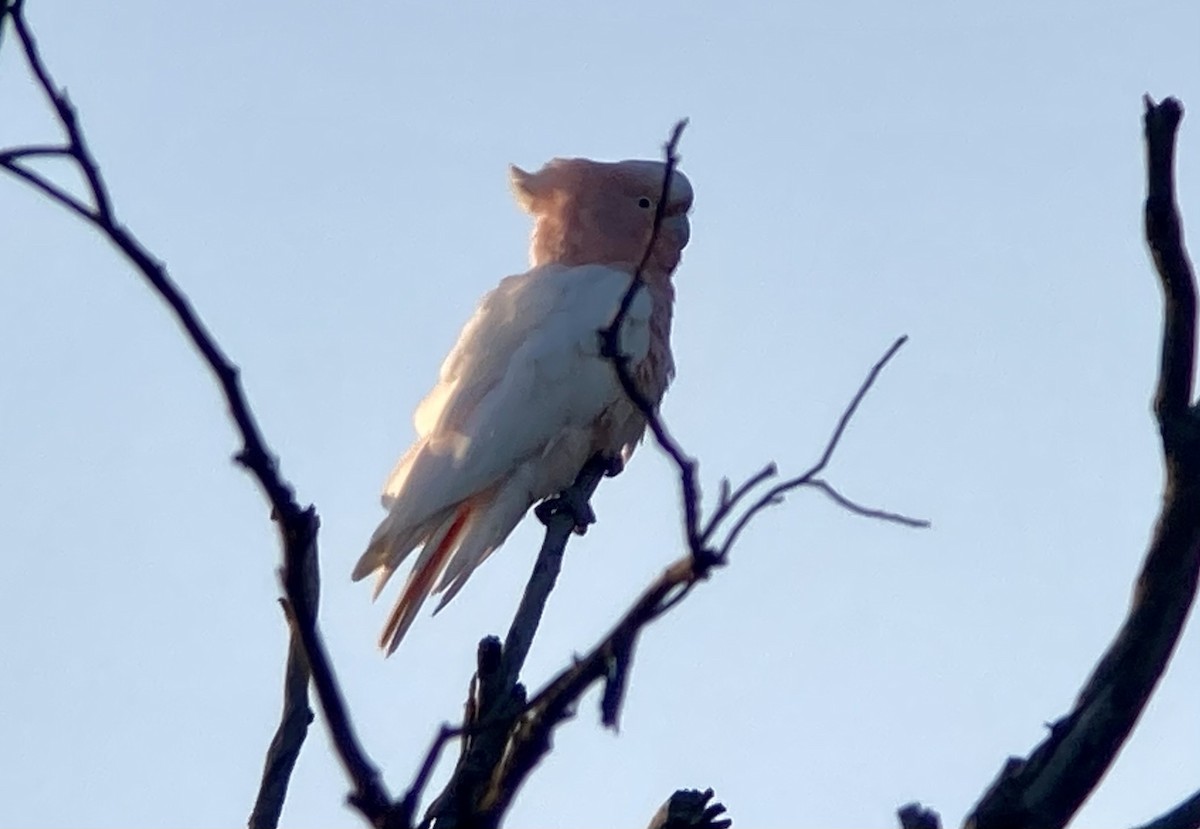 Pink Cockatoo - ML623568128