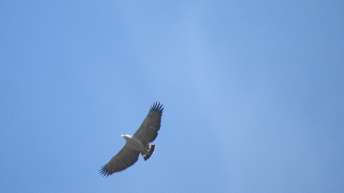 Águila de Azara - ML623568157