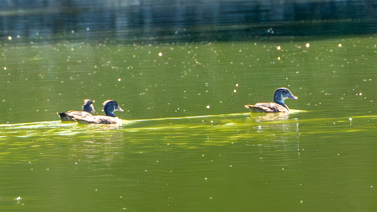 Wood Duck - ML623568197